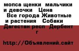 мопса щенки -мальчики и девочки › Цена ­ 25 000 - Все города Животные и растения » Собаки   . Дагестан респ.,Дербент г.